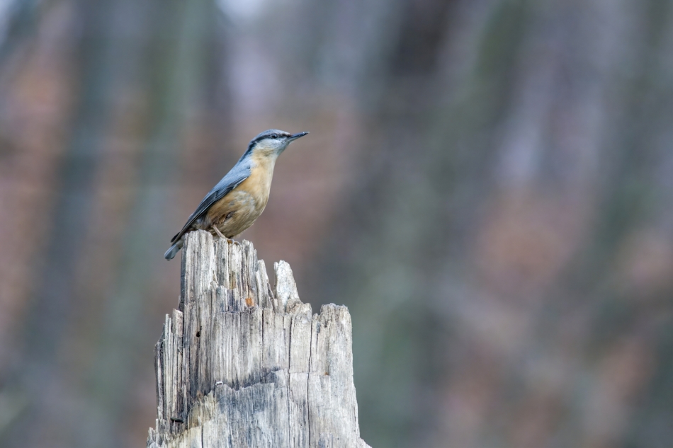 amigamedia - Pomnikowe pozowanie. Kowalik ( Sitta euroapaea) Przyroda naszego regionu.Czyżowice. Sony ILCE-1+LAEA5+Minolta 300 2.8 AF. Przysłona: f/2,8; Czas ekspozycji: 1/125 s; ISO: 2000; Ogniskowa: 300 mm.. Zdjęcie 329784