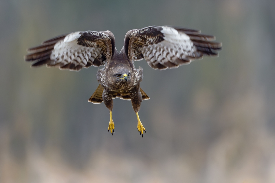 fotodam - Spojrzenie. Myszołów (buteo buteo). Zdjęcie 331022