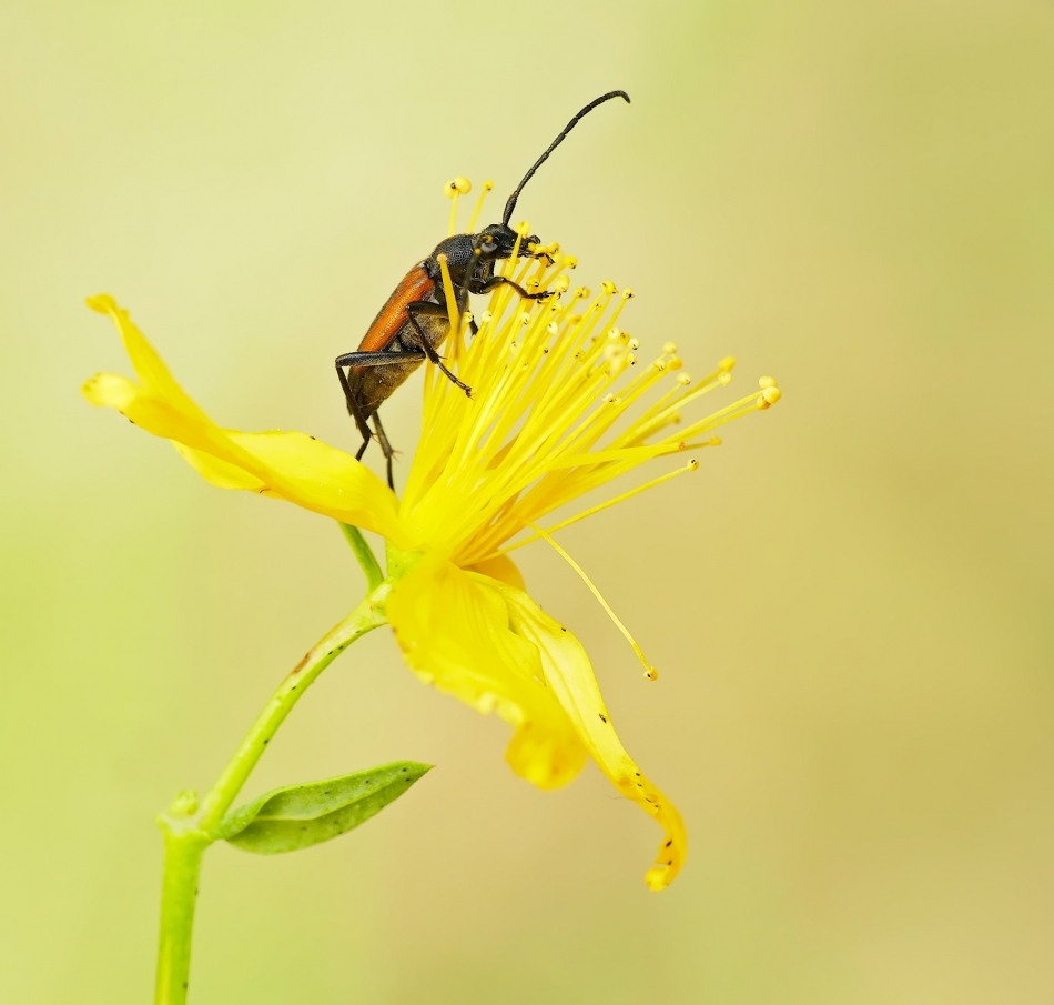 keni - Zmorsznik czerwony (Stictoleptura rubra). PE. Zdjęcie 325143