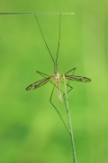 akrobatka 