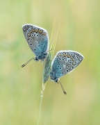 Duet