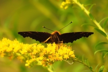 Rusałka pawik (Aglais io)