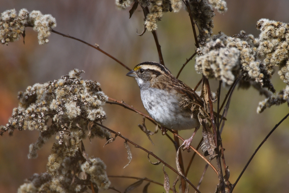 dudley - White -throated Sparrow. . Zdjęcie 181004