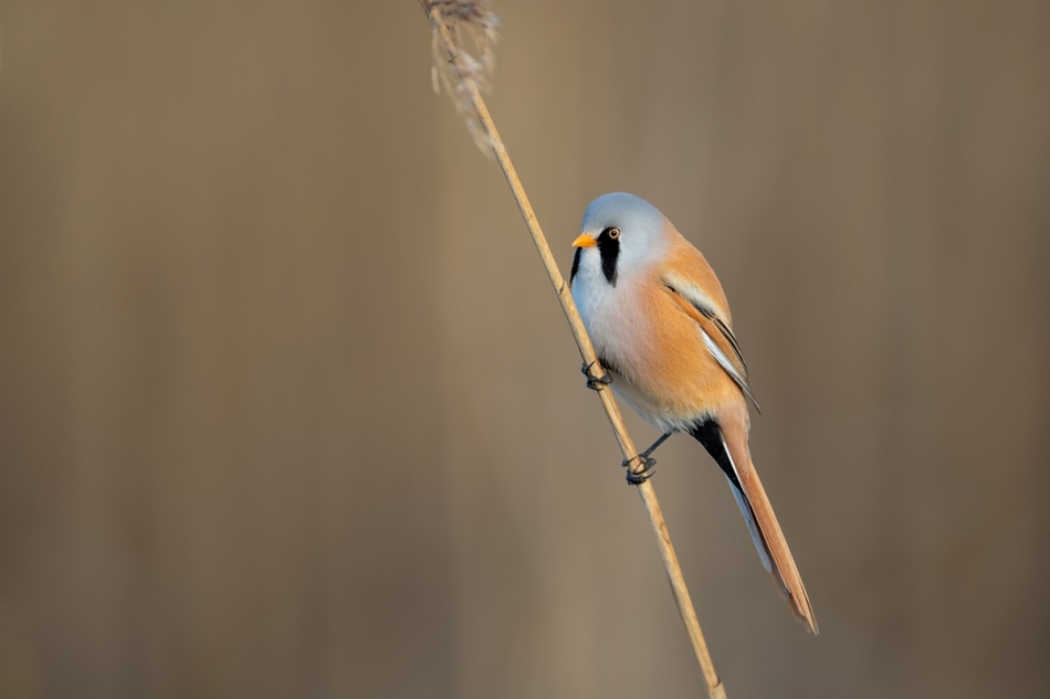 raftik - Wąsatka, Bearded Parrotbill (Panurus biarmicus) .... . Zdjęcie 322664