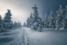Cold Loneliness...