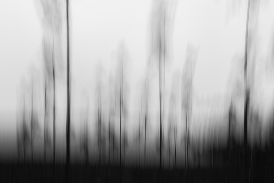 Rozmyty las. . Zdjęcie 337387