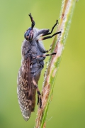 Haematopota pluvialis