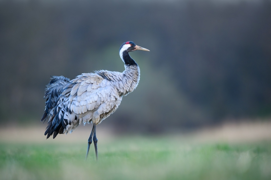 raftik - Żuraw, Common Crane (Grus grus) ... 2025r. . Zdjęcie 332645