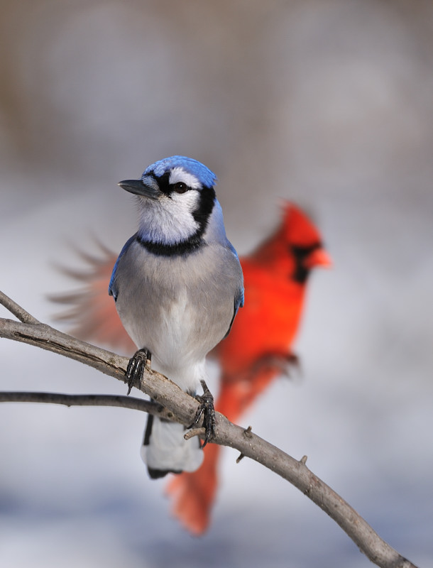 mundi - Blue Jay  & Northern Cardinal. . Zdjęcie 15245