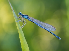 Platycnemis pennipes
