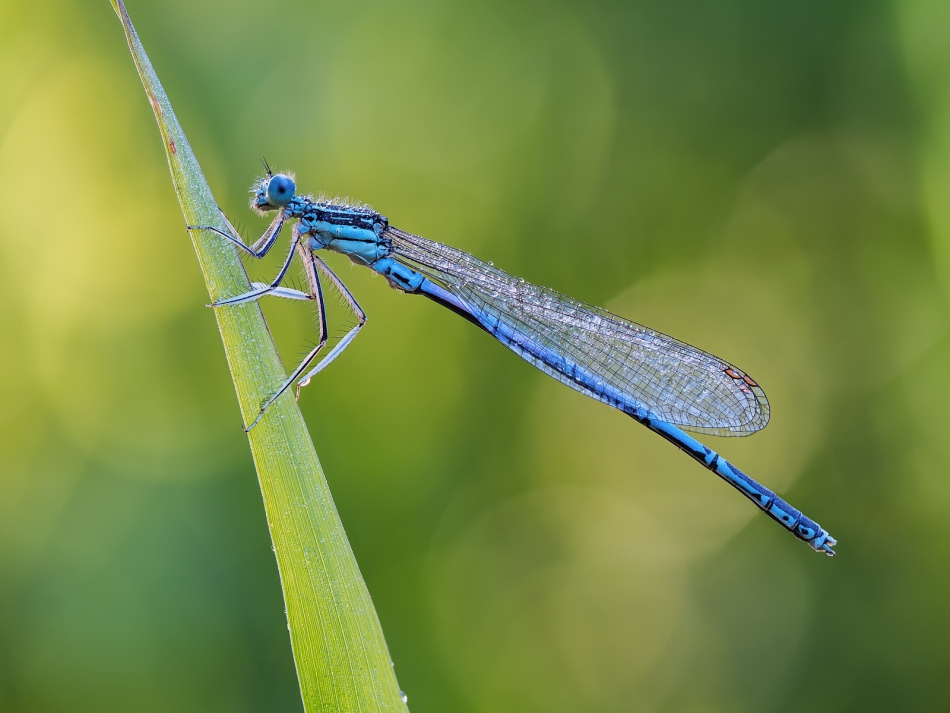 prajzner - Platycnemis pennipes. . Zdjęcie 272157