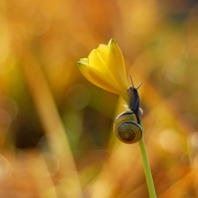 yellow label