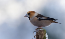 Grubodziób (Coccothraus...
