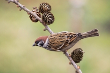 Mazurek